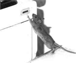 nuevo 08.jpg (3760 bytes)